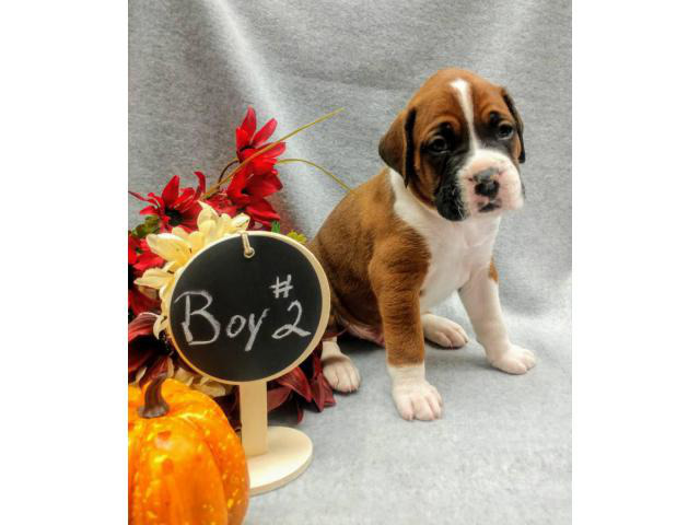 boxer puppies for sale washington