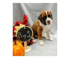 Registered boxer puppies for sale - 3