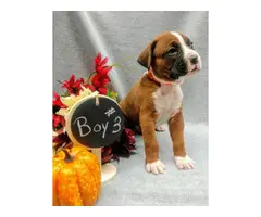 Registered boxer puppies for sale - 4