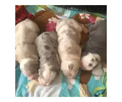 4 Male Olde English Bulldogge puppies