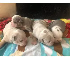 4 Male Olde English Bulldogge puppies