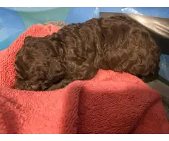 2 chocolate teacup poodle puppies for sale