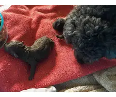 2 chocolate teacup poodle puppies for sale - 2