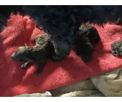 2 chocolate teacup poodle puppies for sale - 4
