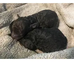 2 chocolate teacup poodle puppies for sale - 5