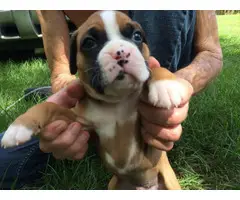 AKC Boxer Puppies for Sale 2 females and 5 males