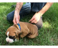 AKC Boxer Puppies for Sale 2 females and 5 males - 2
