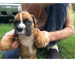 AKC Boxer Puppies for Sale 2 females and 5 males - 3