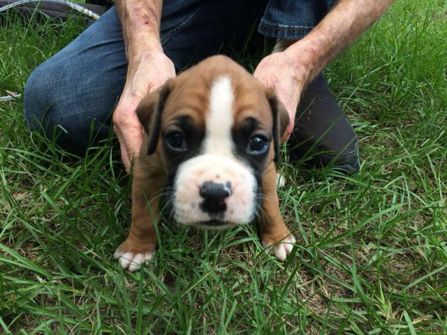 cheap boxer puppies for sale near me