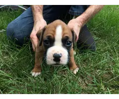 AKC Boxer Puppies for Sale 2 females and 5 males - 4