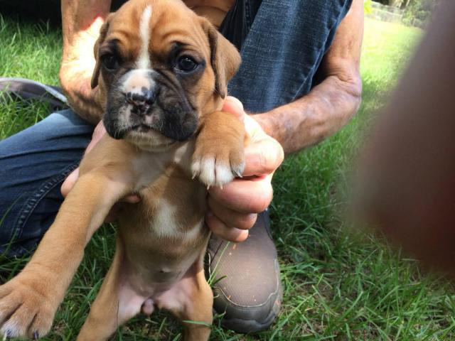 AKC Boxer Puppies for Sale 2 females and 5 males in Lake