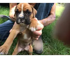 AKC Boxer Puppies for Sale 2 females and 5 males - 6