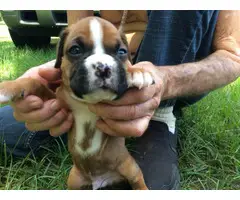 AKC Boxer Puppies for Sale 2 females and 5 males - 8