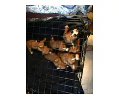 AKC Boxer Puppies for Sale 2 females and 5 males - 9
