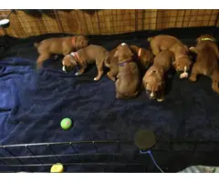 AKC Boxer Puppies for Sale 2 females and 5 males - 10