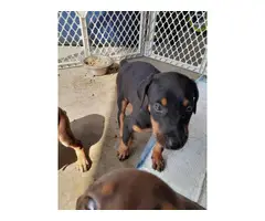 8 American Doberman Pincher puppies for sale - 3