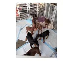 8 American Doberman Pincher puppies for sale - 6