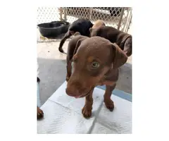 8 American Doberman Pincher puppies for sale - 7