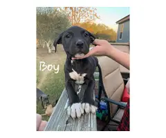 Two girls & six boys Bullypit puppies