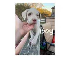 Two girls & six boys Bullypit puppies