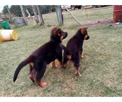 Rehoming 4 Red and Black German Shepherd Puppies - 7