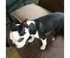 A male Boston terrier puppy up for sale - 3