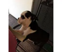 A male Boston terrier puppy up for sale - 4