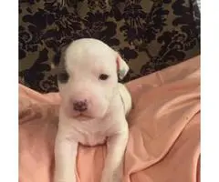 5 Pitbull puppies for sale