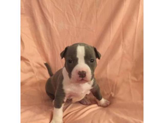 5 Pitbull puppies for sale Pensacola - Puppies for Sale Near Me