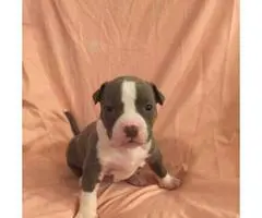 5 Pitbull puppies for sale - 2