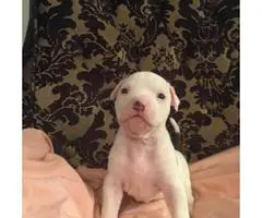 5 Pitbull puppies for sale - 3