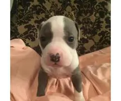 5 Pitbull puppies for sale - 4