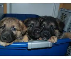 5 AKC registered Pure Breed German Shepherd Puppies