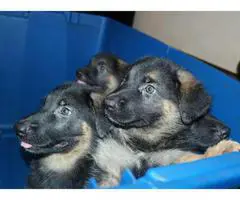 5 AKC registered Pure Breed German Shepherd Puppies - 2