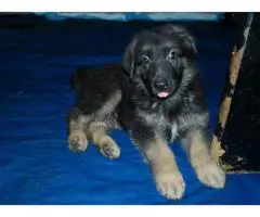 5 AKC registered Pure Breed German Shepherd Puppies - 5