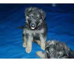 5 AKC registered Pure Breed German Shepherd Puppies - 6