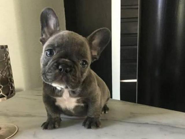 1 available Blue French bulldog puppy left in Fairfield