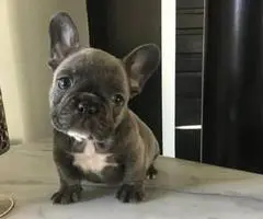 1 available Blue French bulldog puppy left