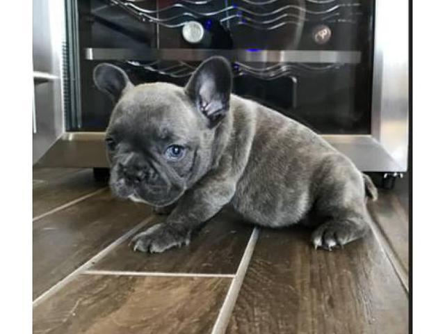 1 available Blue French bulldog puppy left in Fairfield