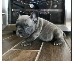 1 available Blue French bulldog puppy left - 2