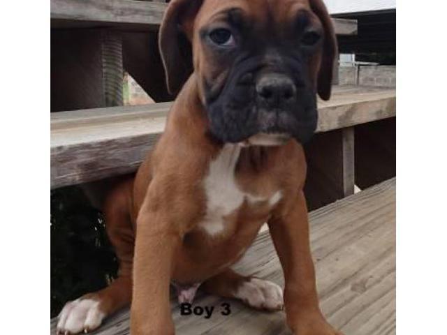 7 AKC boxer puppies 1 female and 6 males in Greenville ...