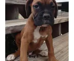 7 AKC boxer puppies 1 female and 6 males - 2