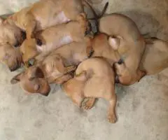 6 miniature dachshund puppies available - 1