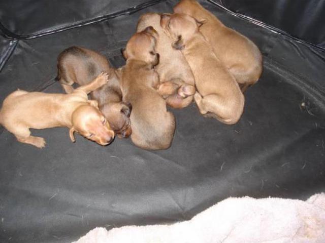 6 miniature dachshund puppies available Greenville - Puppies for Sale ...