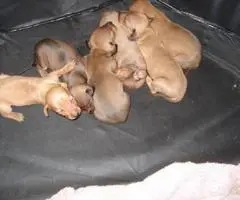 6 miniature dachshund puppies available - 2