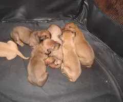 6 miniature dachshund puppies available - 3