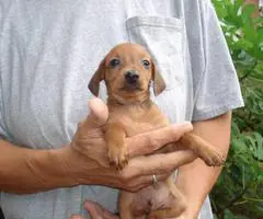 6 miniature dachshund puppies available - 4
