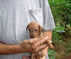 6 miniature dachshund puppies available - 5