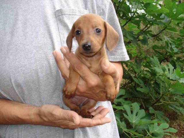 6 miniature dachshund puppies available in Greenville