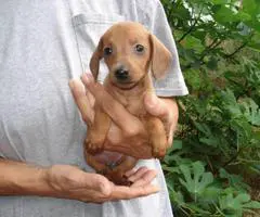 6 miniature dachshund puppies available - 6